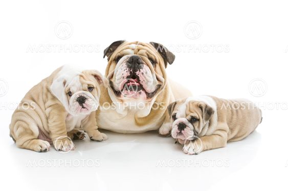 Cute english bulldog family isolated