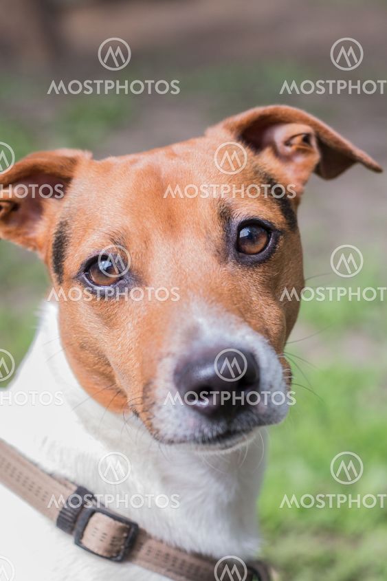 Portrait of a breeding dog Jack Russell Terrier. Smart...