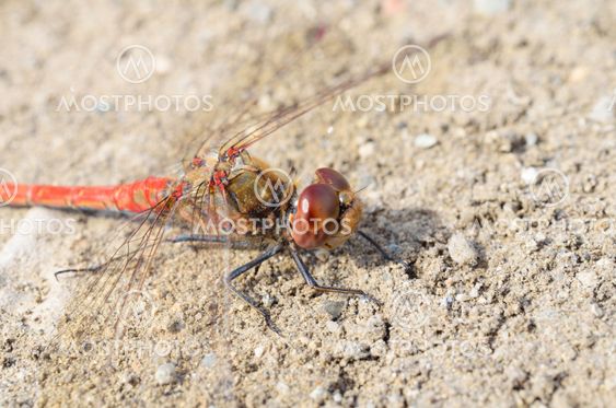 Dragonfly