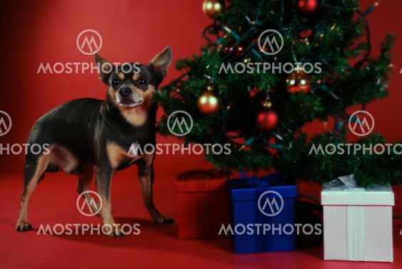 Chihuahua with Christmas tree