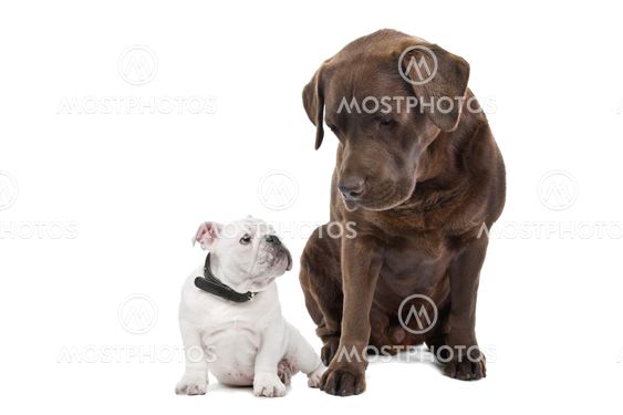 To hunde