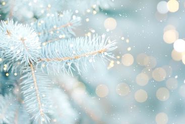 Close up photo of blue Christmas tree background outdoor...