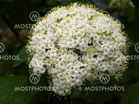 Dogwood - Cornus alba