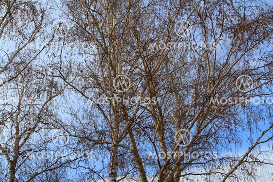 birch on background blue sky