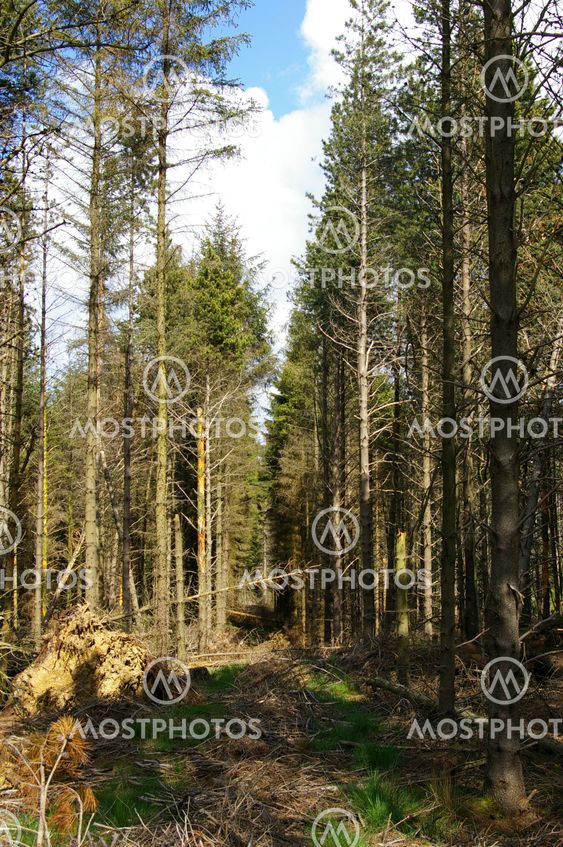 Forest Clearing