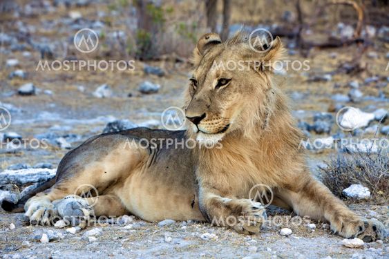 beautifull lion at etosha national park namibia