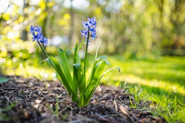 Beautiful blue hyacinth flowers blossoming in a garden...