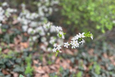 White blossoms covering tree branches in a spring season...