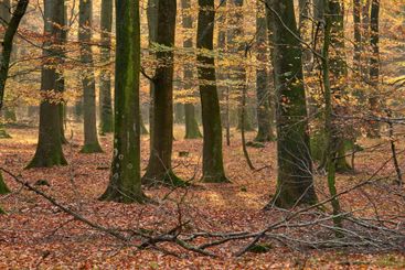 Autumn, trees and forest with natural growth in season...