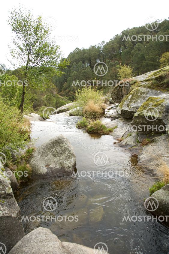 river to the forest