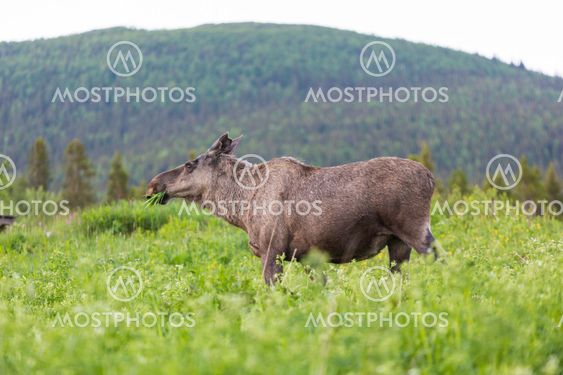 Moose, Alces alces
