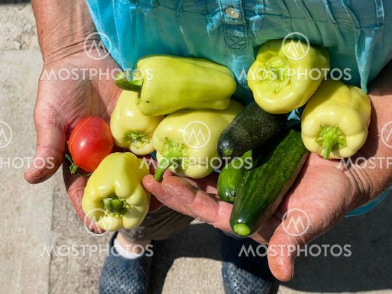 Fresh organic vegetables close up in female farmer...