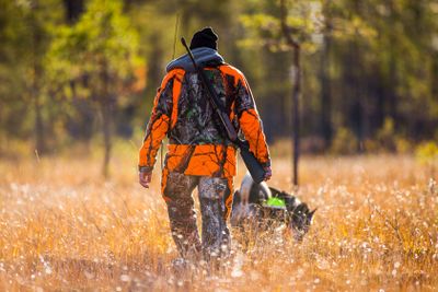 Swedish Moosehound Hunting