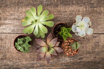 Various succulent plants arranged on a wooden surface...