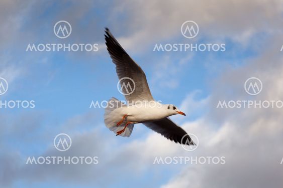 Seagull on fly, Paris, France