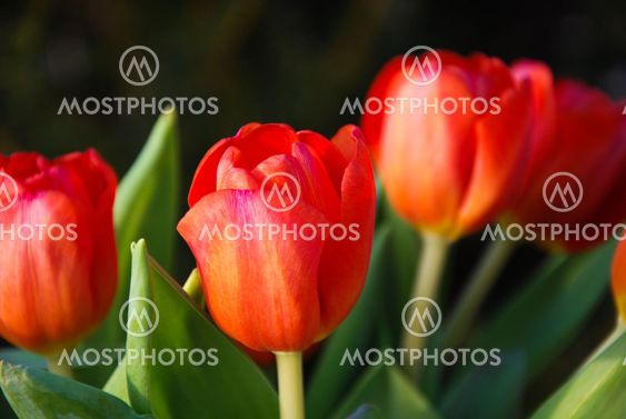 Red tulips close up
