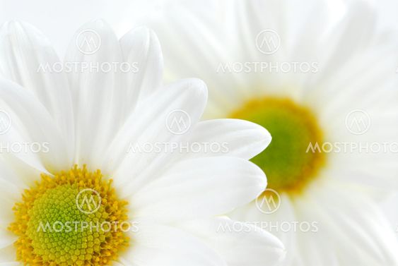 White daisies
