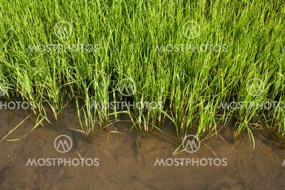 Seedlings of rice growing in paddy fields with water