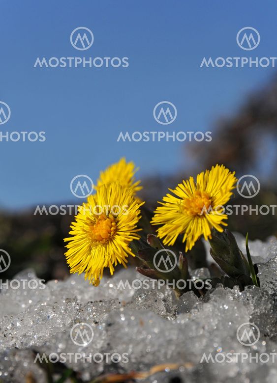 Coltsfoot in snow
