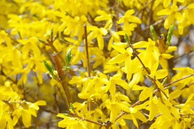 closeup of forsythias flowers in full bloom