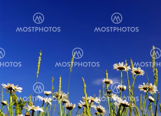 Summer meadow