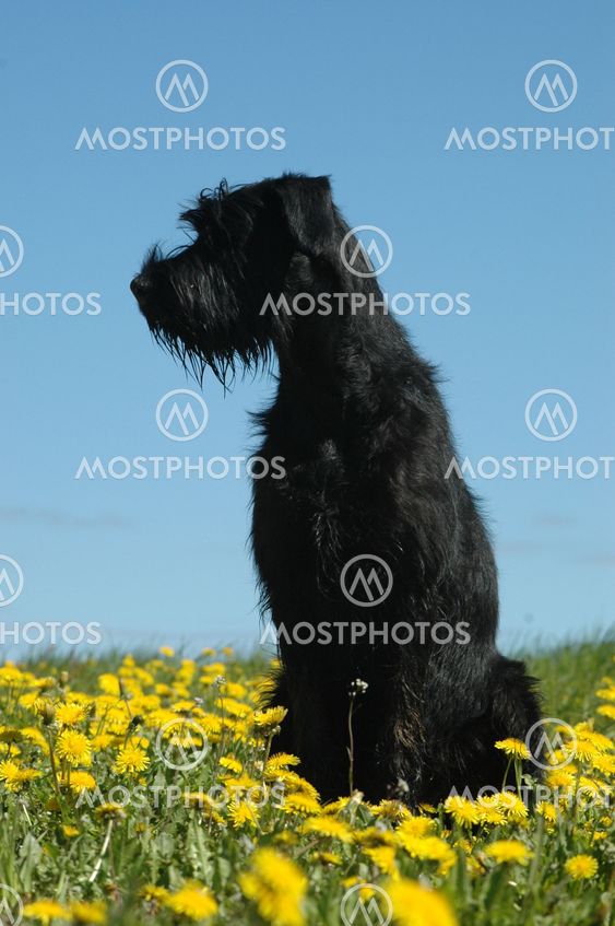 Schnauzer