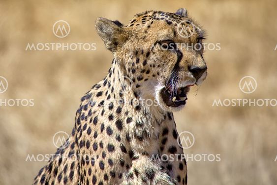 a cheetah screaming in etosha national park namibia africa