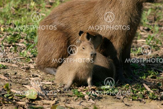 Baby Capybaras