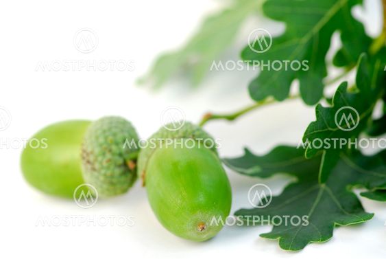 Acorn oak branch