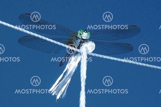 Acrobat dragonfly