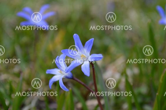 Spring Flower