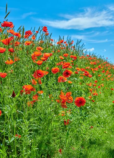 Poppies, outdoor field and summer peace in countryside,...