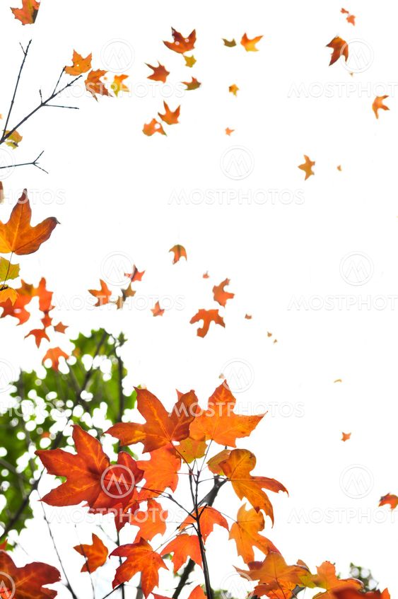 Fall maple leaves background