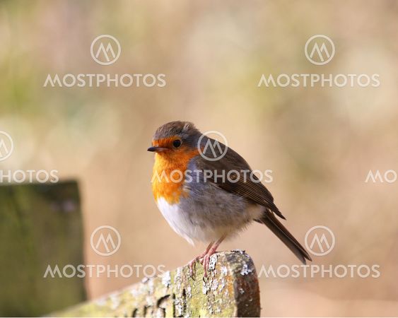 European Robin perched on a signpost in woodland