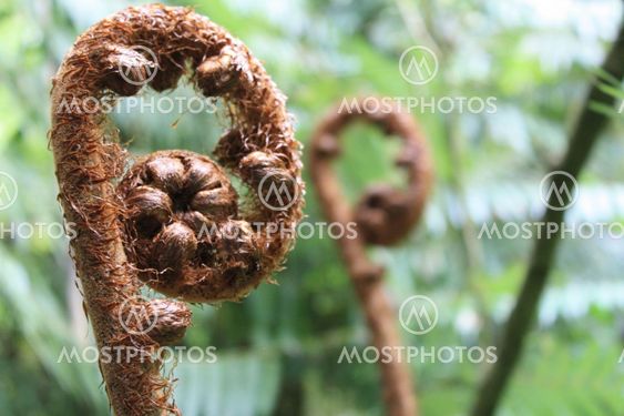 Unfolding fern