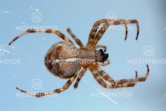 Spider
