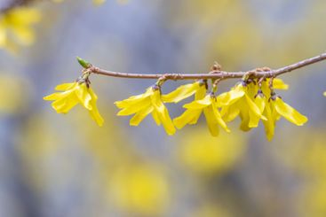 Forsythia. Blooming forsythia bush. Yellow flower on a...