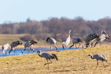 Fields with Cranes in the spring