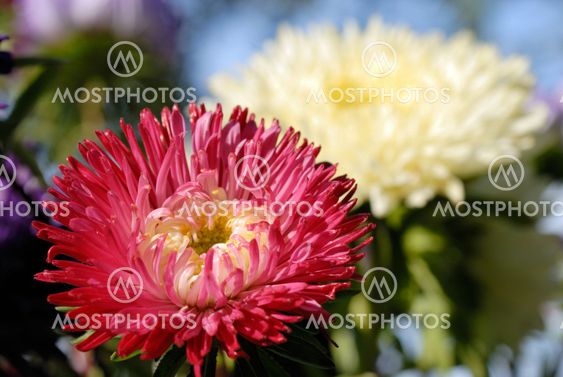 Bouquet of red and yellow flowers