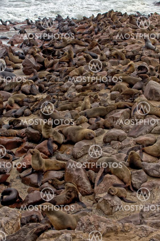 colony of seal on the beach at cape cross seal reserve near the skeleton coast
