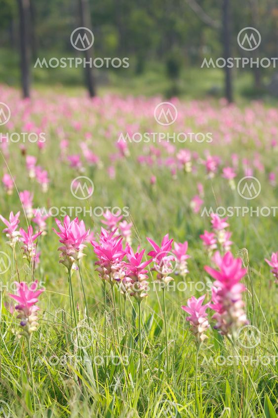 Pink field of Siam tulip