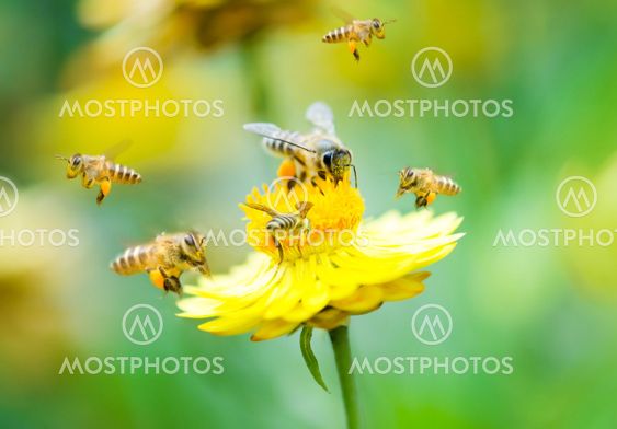 Group of bees on a flower
