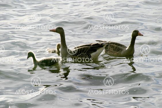Duck Family