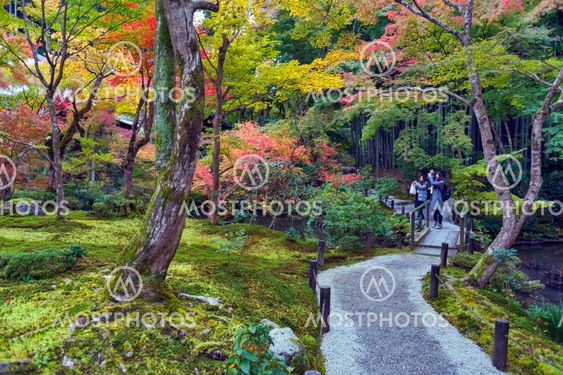 Kyoto, Japan - November 2016: Japanese red maple tree during autumn in garden at Enkoji temple in Kyoto, Japan