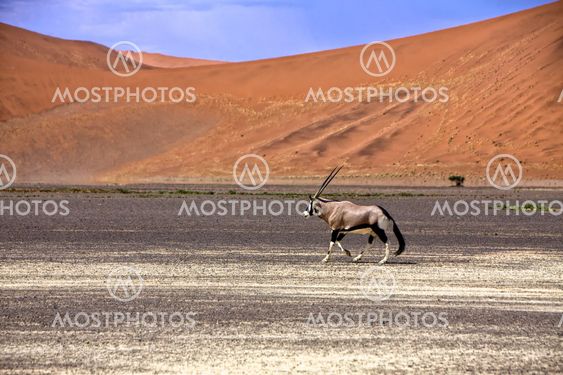 oryx in front of a large dune in the namib naukluft park near sossusvlei namibia