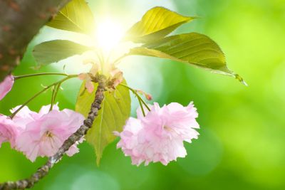 Flowers of Japanese Cherry (Prunus serrulata) in spring...