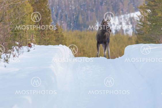 Moose standing on a road