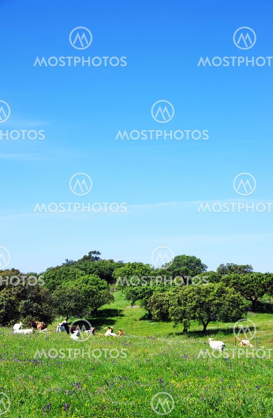 Goats grazing on field