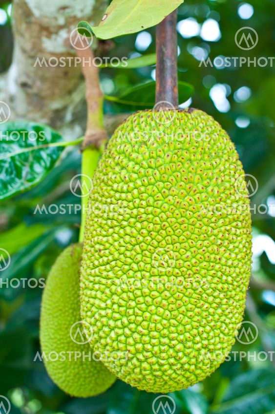 Green jackfruit