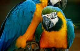 Yellow-blue parrots on a branch